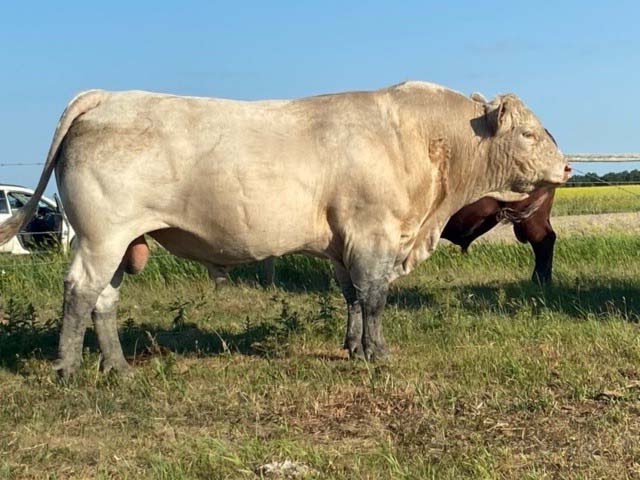 Poundmaker Bull side view